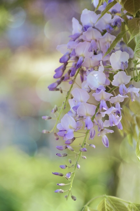 Wisteria/blauwe regen