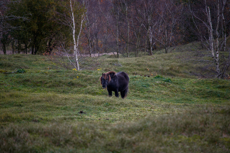 Shetlandpony