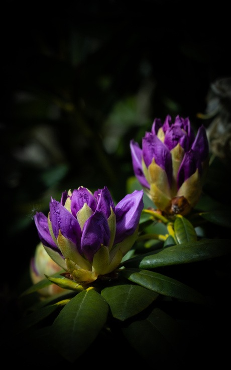 Rododendrons... 