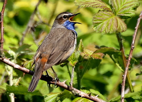blauwborst