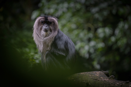 Bearded Monkey 