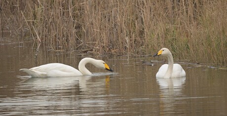 Wilde zwanen.