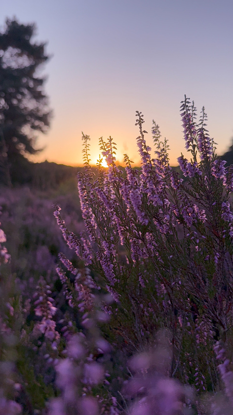 Zonsondergang op de heide 