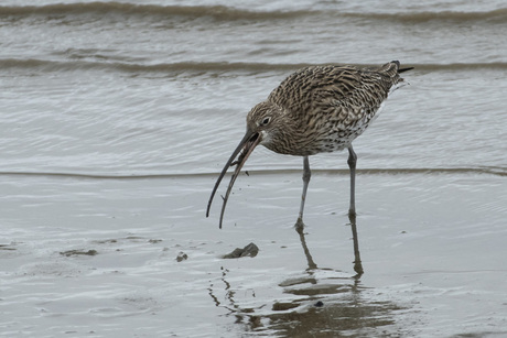 Wulp, smakelijk eten!!