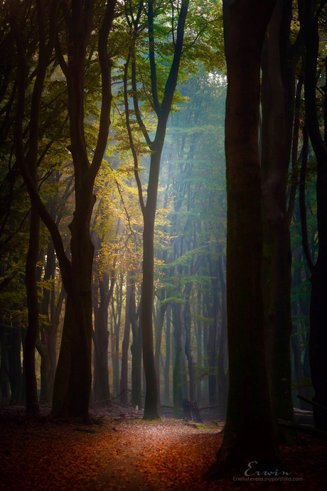 Licht in het herfstbos