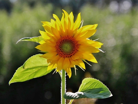 Zonnebloem in tegenlicht