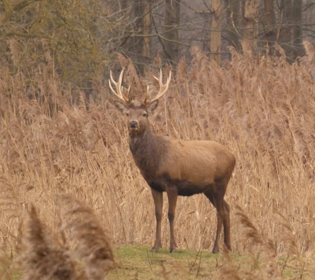 Edelhert 