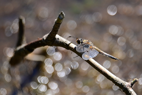 Libelle in bokeh