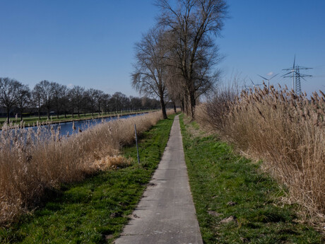 Tussen de bomen