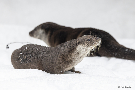 Otters in de sneeuw