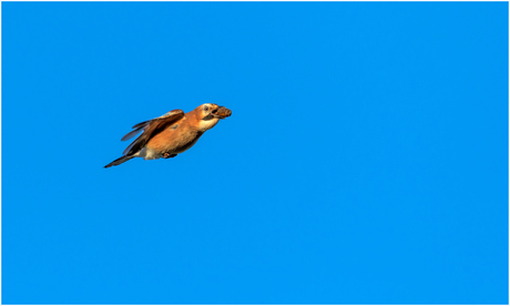 Vlaamse gaai wintervoorraad bijvullen.