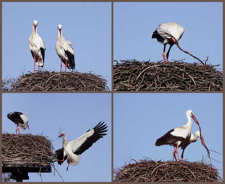 Dansen op het nest, deel 1