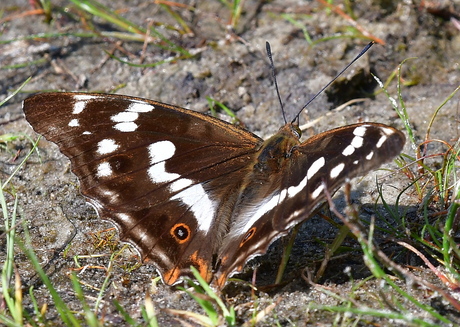 Grote weerschijnvlinder