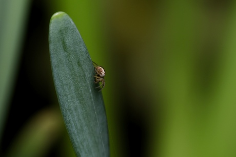 Itsy bitsy spider…