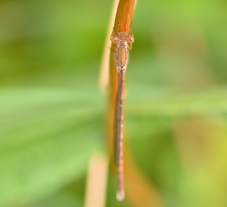 Noordse winterjuffer