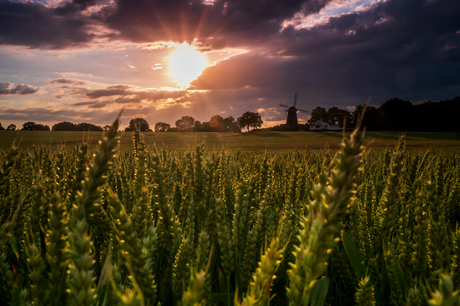 Limburgs Landschap