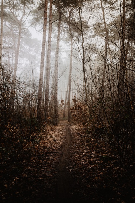 Foggy paths.