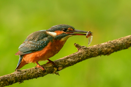 IJsvogel....