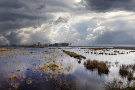 Dwingelderveld