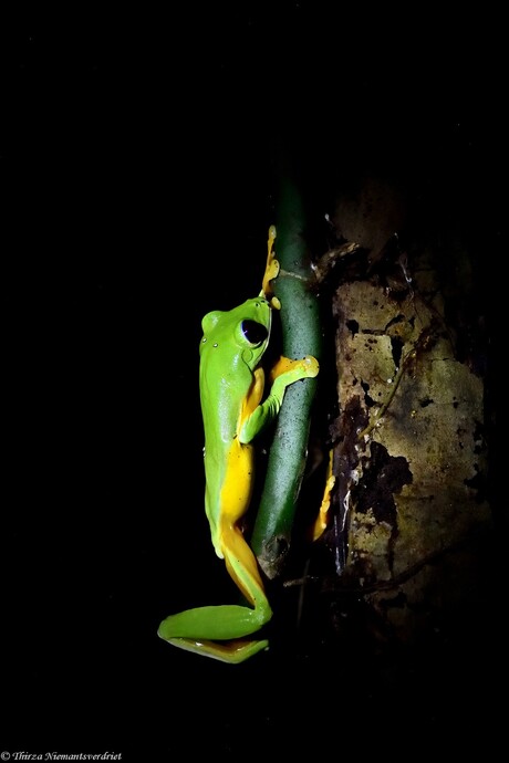 Tree Frog