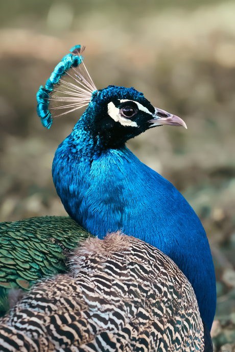 Pauw in Praag - door Ivona Spionjak