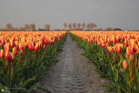 Een pad tussen de tulpen
