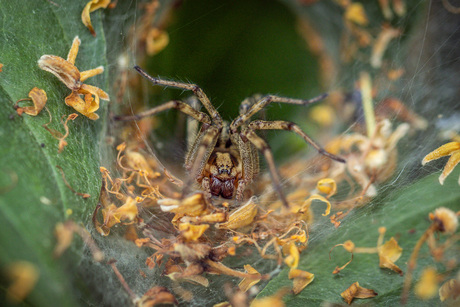 Agelena labyrinthica 