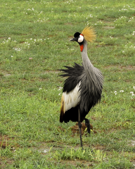 Grijze kroonkraanvogel