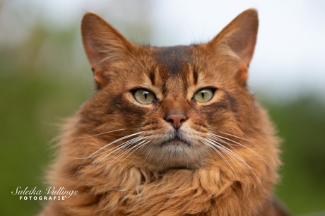 Knappe dekkater