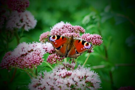 Vlinders 