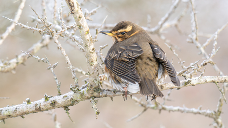 ik wacht op mn beurt