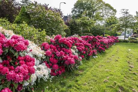 Rodondendrons