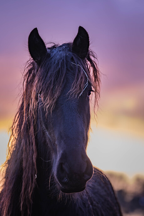 Paard