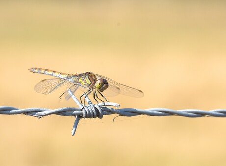 libelle