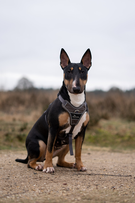 Inca de Bull Terrier