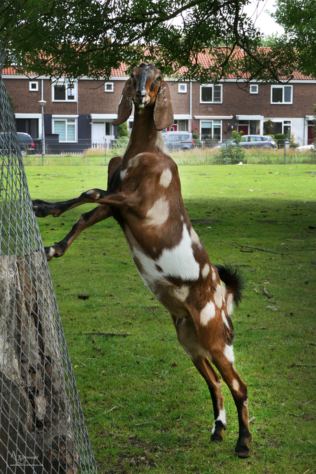 Mijn model 