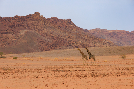 Giraffen in Damaraland, Namibië