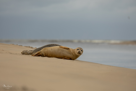 Zeehonden in Katwijk