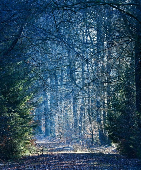 Licht in het donkere bos