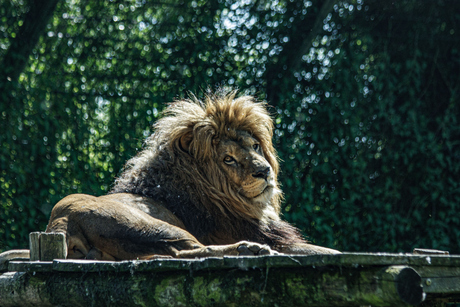 leeuw en fotograaf hebben contact