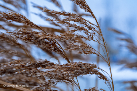 Riet tussen de sneeuw