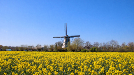 Strakblauw en knalgeel