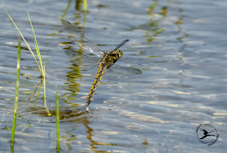 Eileg gewone oeverlibel