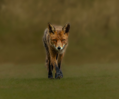 vos in de duinen.
