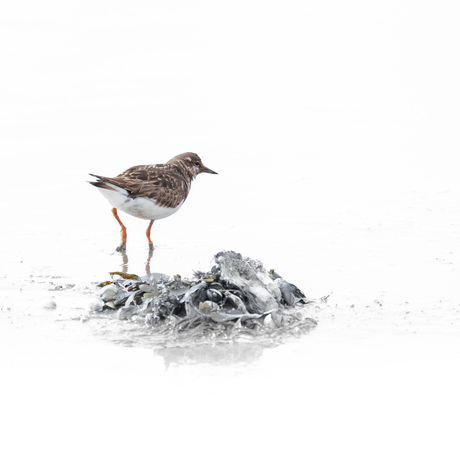 Steenlopertje bij zeewier