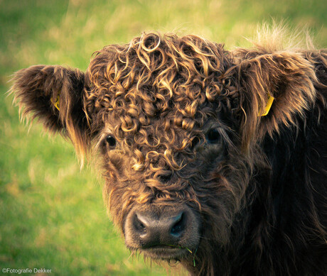 Schotse Hooglander