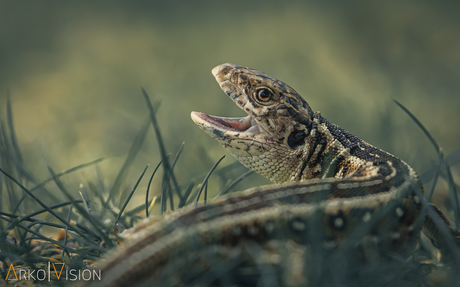 sand lizard