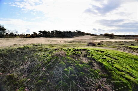 Loonse en Drunense duinen