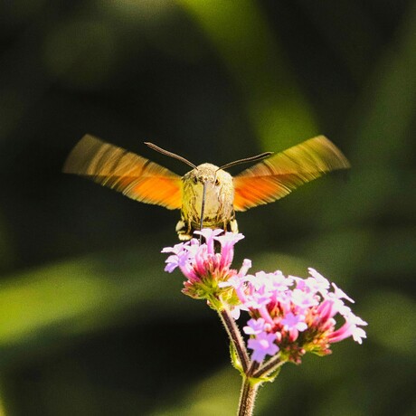 Kolibrie vlinder zuigt nectar op.