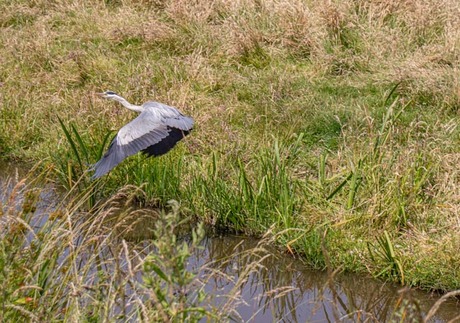 Summerwildlife